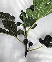 Інжир кімнатний.Чорнки для щеплення, укорочення.
