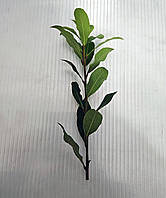 Лавр кімнатний.Чорнки для щеплення, укоренення.