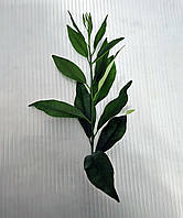 Кумкват кімнатний.Чорнки для щеплення, укорочення.