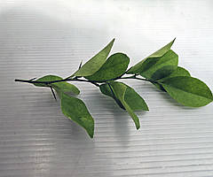 Лайм кімнатний.Чорнки для щеплення, укорочення.