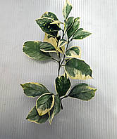 Лимон варієгатний кімнатний.Черенки для щеплення, укорочення.