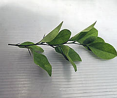 Лимон кімнатний.Чорнки для щеплення, укорочення.