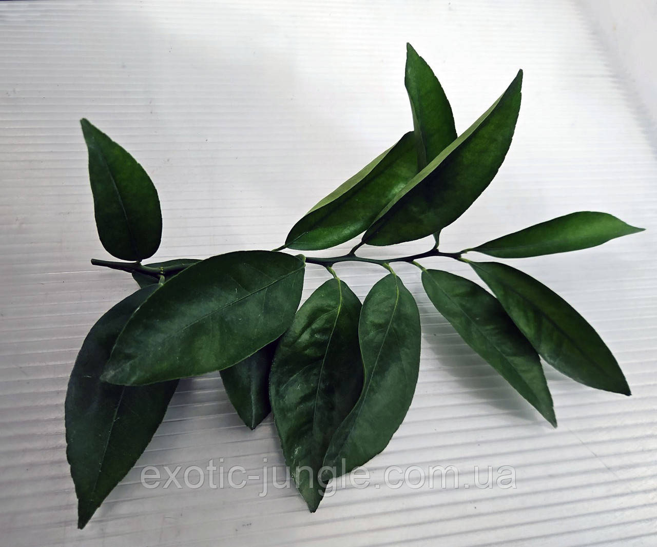 Мандарин кімнатний.Чорнки для щеплення, укоренення.