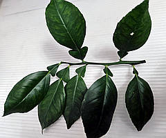 Подрібнить кімнатний.Чорнки для щеплення, укорочення.