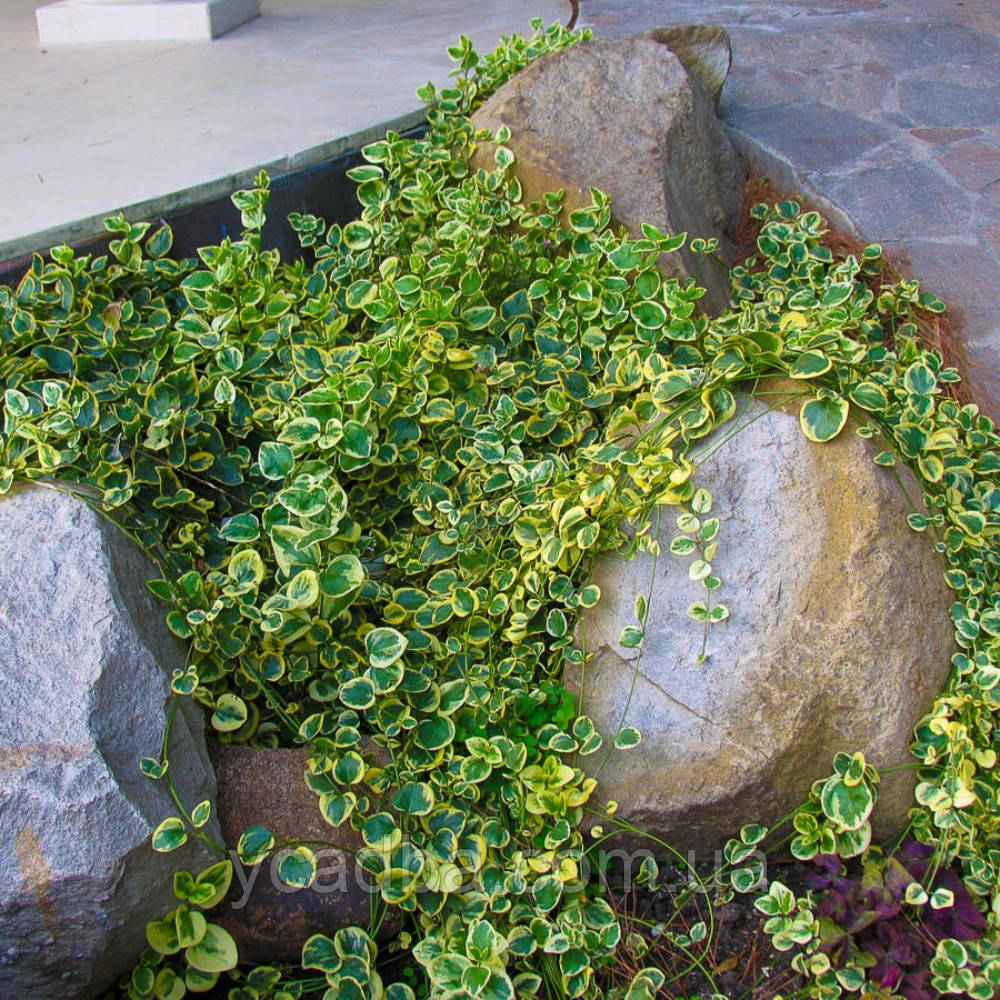 Барвінок великий Варієгата (контейнер 0,5л), фото 1