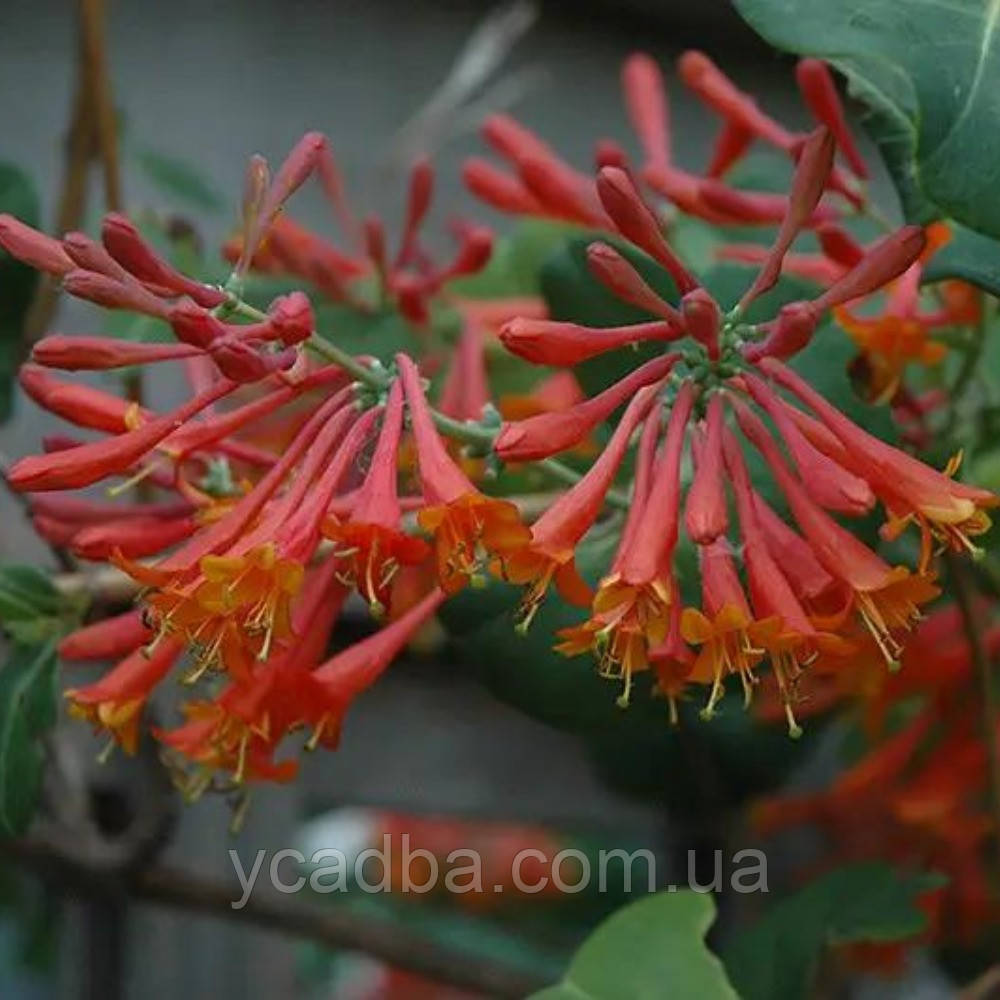 Жимолость декоративна Брауна Дропмор Скарлет (контейнер 0,5л), фото 1