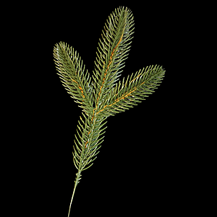 Гілка Хвойна Пластик Лита, Довжина: 260мм, Діаметр Хвої: 52мм, Колір: Зелений (1 шт.)