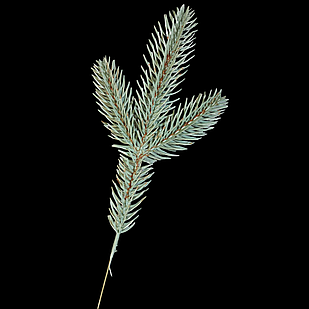 Гілка Хвойна Пластик Лита Блакитна, Довжина: 200мм, Відростки: 90мм, Діаметр Хвої: 40мм (1 шт.)