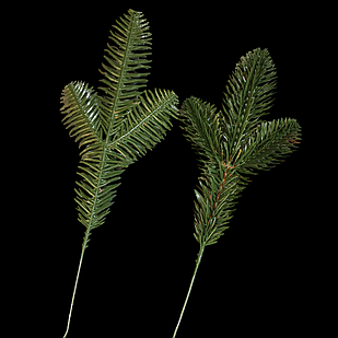 Гілка Хвойна Пластик Лита, Довжина: 200мм, Відростки: 70мм, Діаметр Хвої: 55мм (1 шт.)