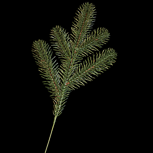 Гілка Хвойна Пластик Лита, Довжина: 250мм, Відростки: 120мм, Діаметр Хвої: 45мм (1 шт.)