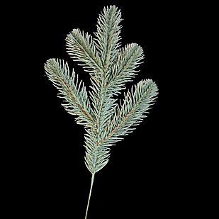 Гілка Хвойна Пластик Лита Блакитна, Довжина: 250мм, Відростки: 120мм, Діаметр Хвої: 45мм (1 шт.)