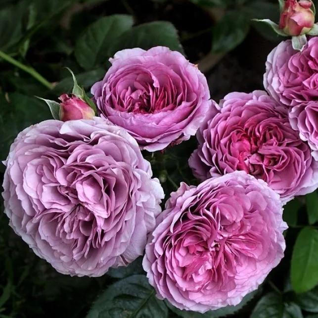 Саджанці троянди флорибунда Лавендер Айс (Rose Lavender Ice), фото 1