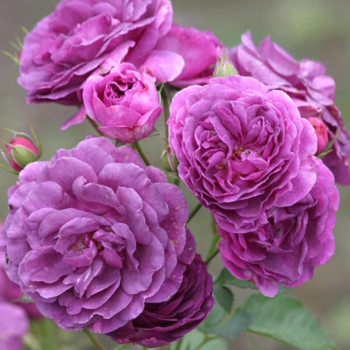 Саджанці троянди флорибунда Мінерва (Rose floribunda Minerva), фото 1