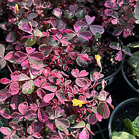 Оксаліс Плюм Крейзі кислиця Плюм Крейзі рожева варієгатна Oxalis Plum Crazy
