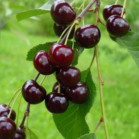 Саджанці вишні Чорнокорка (дворічний), фото 1