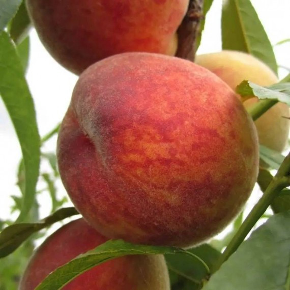 Саджанці Персика Коллінз 1 річка, фото 1