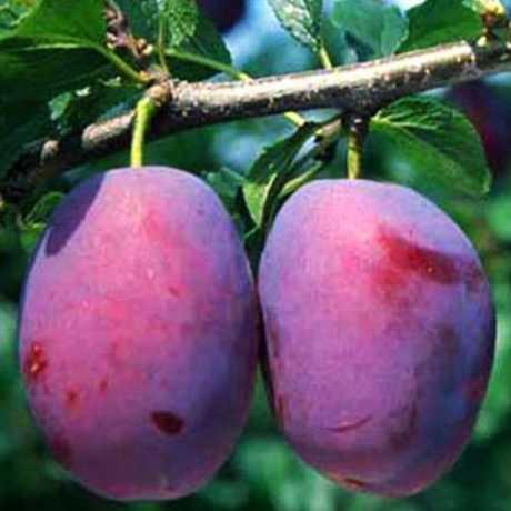 Саджанці Сливи Чачакська рання 1 річка, фото 1