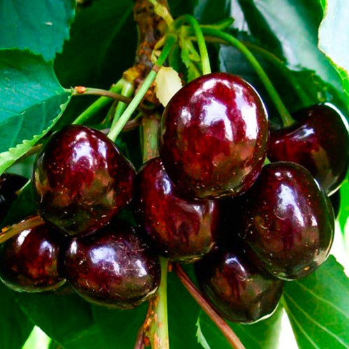 Саджанці Черешні Блек Стар 1річка, фото 1