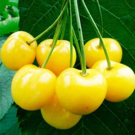 Саджанці Черешні Жовта Великоплідна 1річка, фото 1