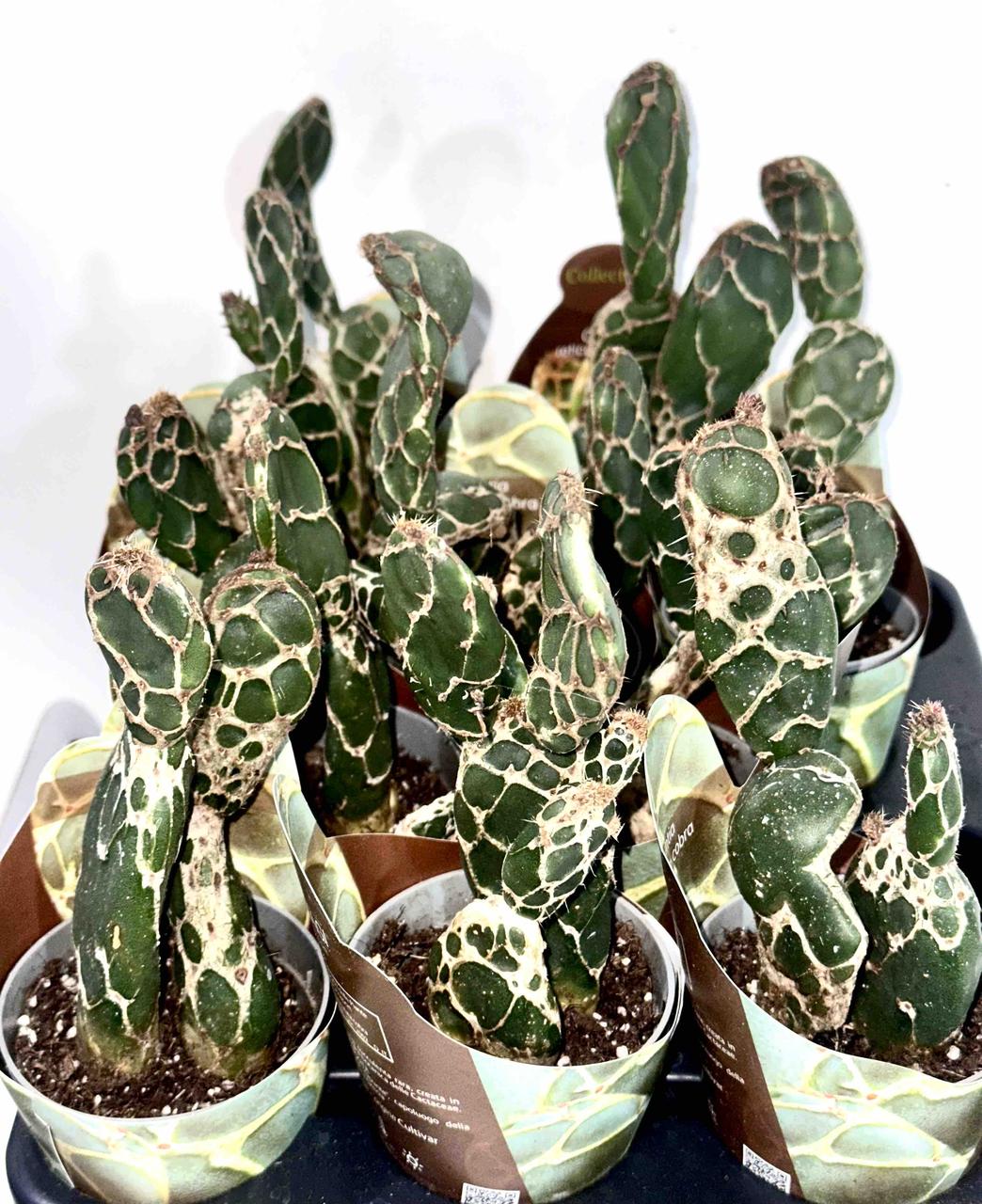 Опунція Reticulata Cobra (6 горщик), фото 1