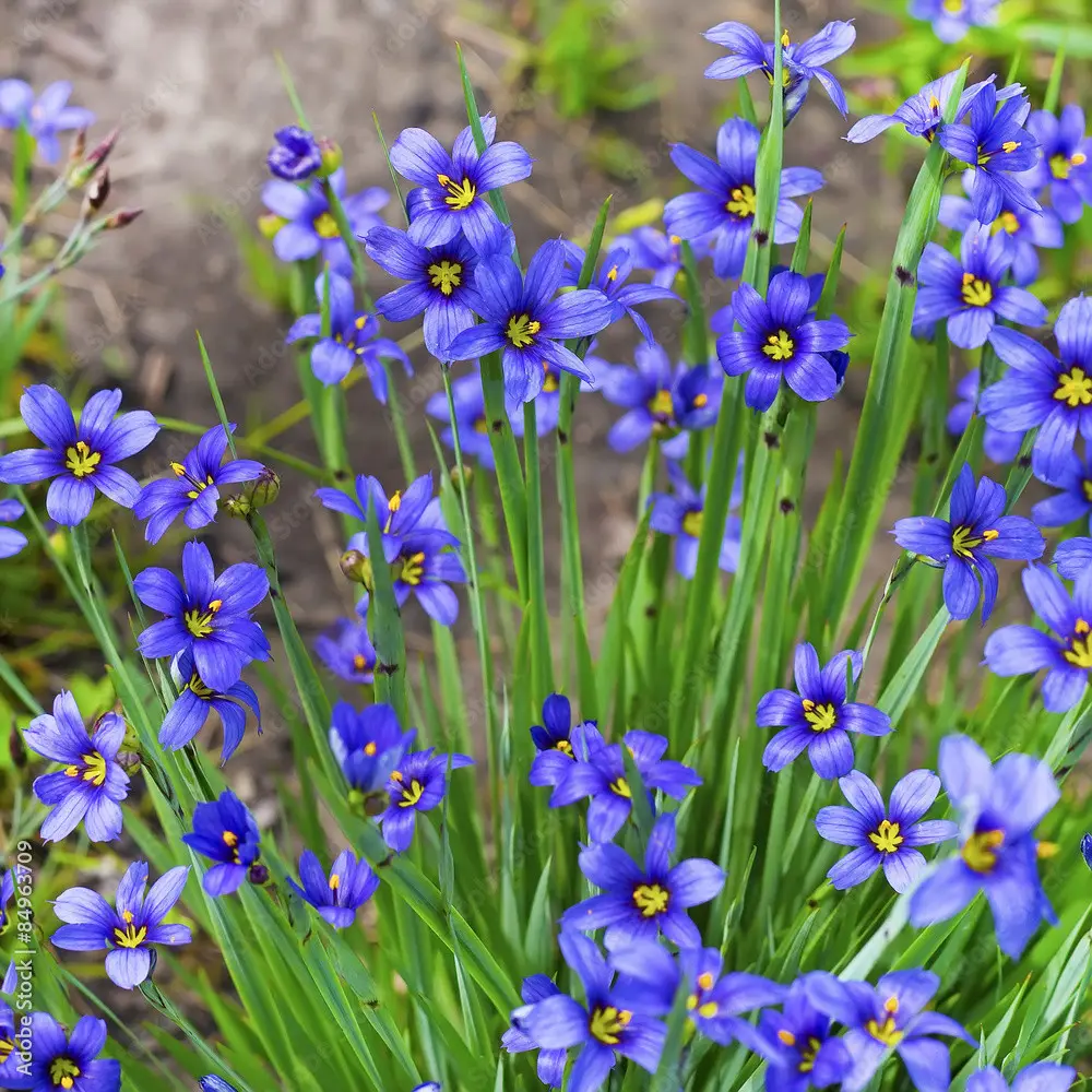 Сісірінхіум(р9, 25 см), фото 1