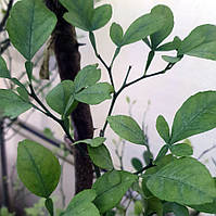 Цитрумело кімнатне.Чорнки для щеплення, укорочення.