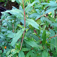 Гранат кімнатний.Чорнки для щеплення, укорочення.