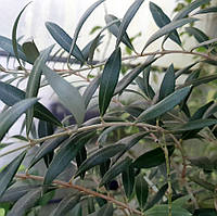 Оливка кімнатна.Чорнки для щеплення, укоренення.