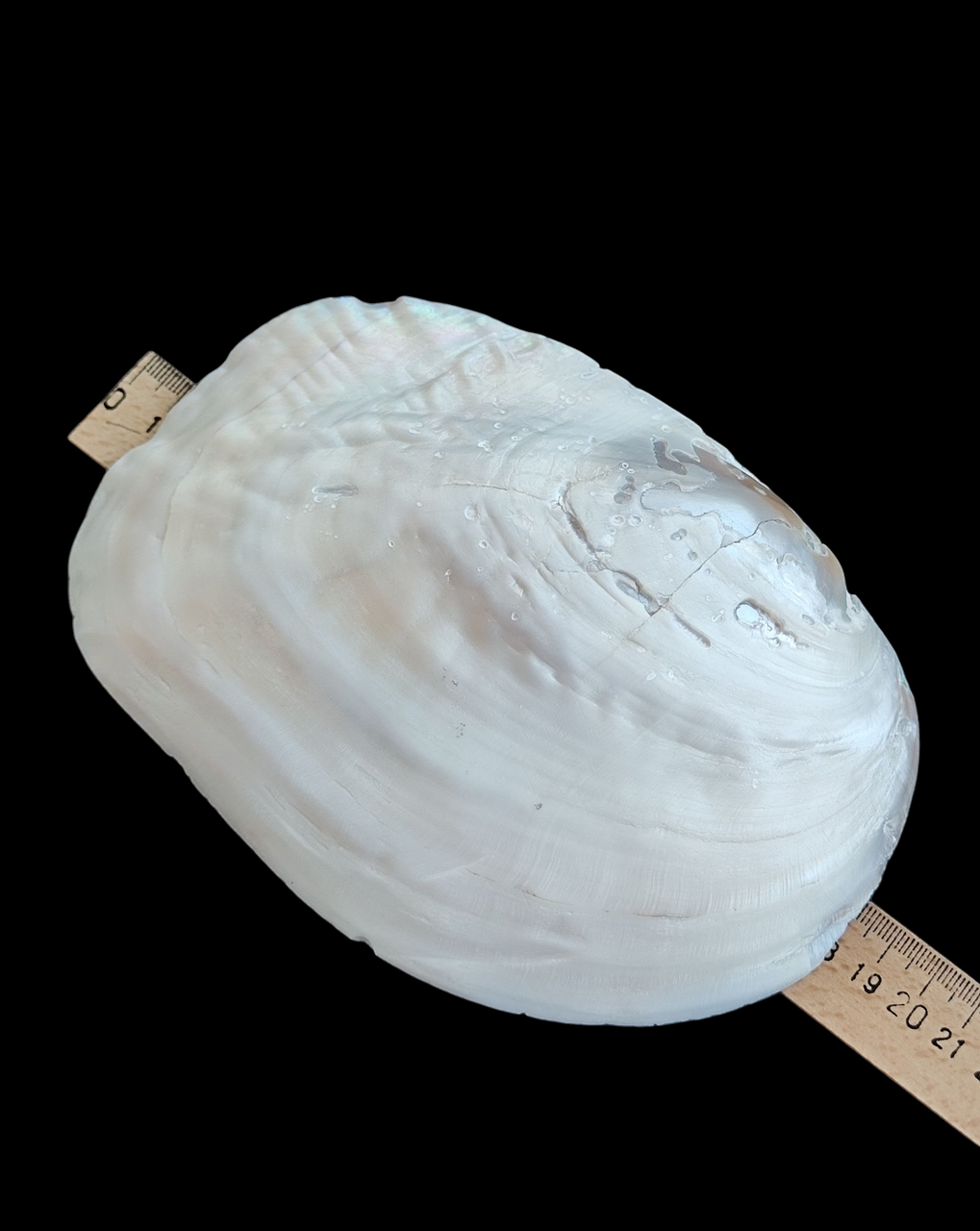 Натуральна мушля. Справжня ракушка. Декор., фото 1