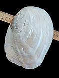 Натуральна мушля. Справжня ракушка. Декор., фото 6
