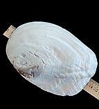 Натуральна мушля. Справжня ракушка. Декор., фото 3