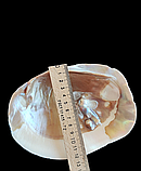 Натуральна мушля. Справжня ракушка. Декор., фото 4