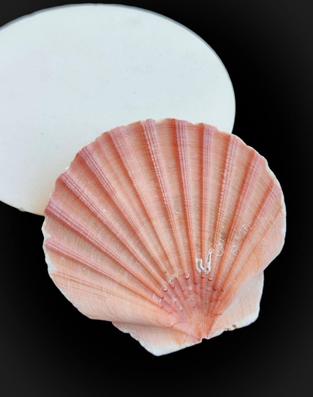 Натуральна мушля. Справжня ракушка. Декор., фото 1