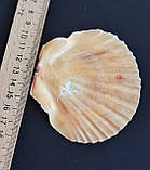 Натуральна мушля. Справжня ракушка. Декор., фото 4