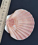 Натуральна мушля. Справжня ракушка. Декор., фото 3