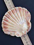 Натуральна мушля. Справжня ракушка. Декор., фото 3