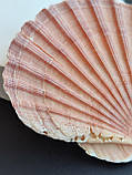 Натуральна мушля. Справжня ракушка. Декор., фото 4