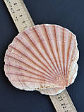 Натуральна мушля. Справжня ракушка. Декор., фото 6