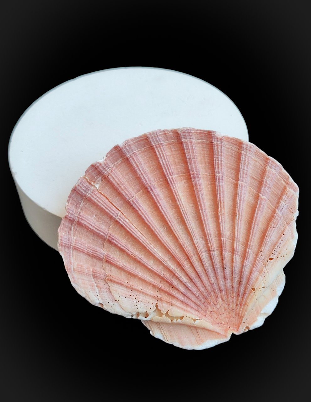 Натуральна мушля. Справжня ракушка. Декор., фото 1