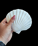 Натуральна мушля. Справжня ракушка. Декор., фото 3