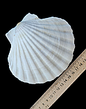Натуральна мушля. Справжня ракушка. Декор., фото 4