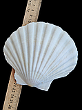 Натуральна мушля. Справжня ракушка. Декор., фото 5