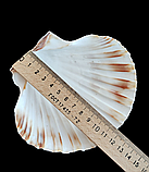 Натуральна мушля. Справжня ракушка. Декор., фото 6