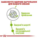 Royal Canin X-Small Adult 500 г мініатюрних порід від 10 місяців до 8 років сухий корм для собак, фото 4