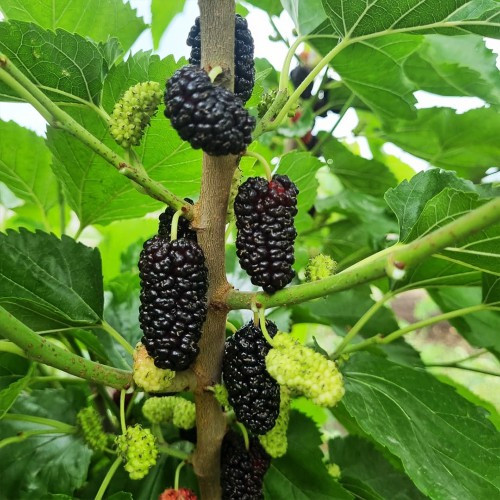 Саджанці прищепленої шовковиці Краса Поділля (однорічка), фото 1