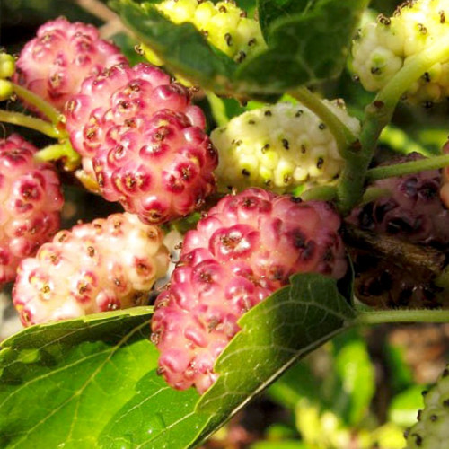 Саджанці Шовковиці Рожева Принцеса 1 річка, фото 1