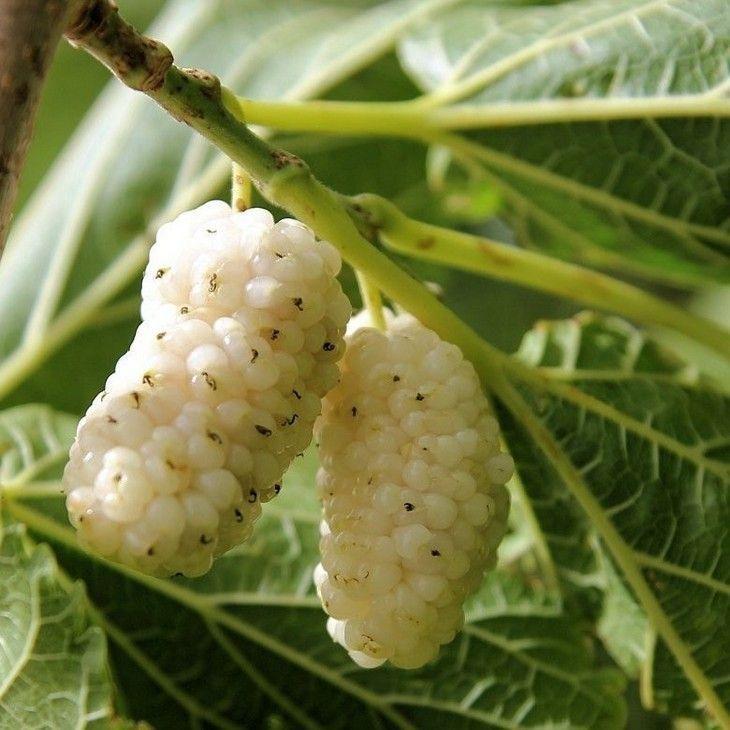 Саджанці прищепленої шовковиці Біла Леді (однорічний), фото 1