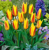 Тюльпан Кауфмана Giuseppe Verdi цибулина (1 шт.)