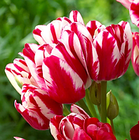 Тюльпан Flaming Club мультифлора цибулина (1 шт.)