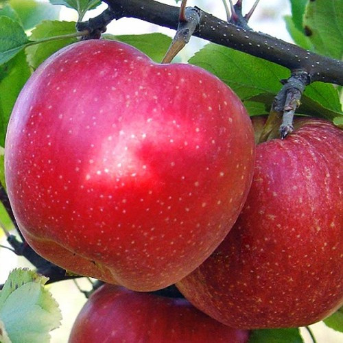 Саджанці Яблуні Гала 2 річка, фото 1